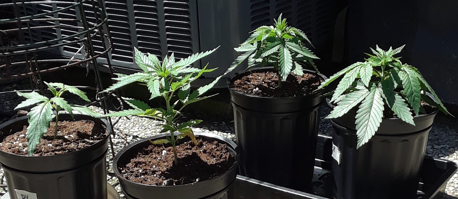 Space Grow 08 May 2022 1.jpg