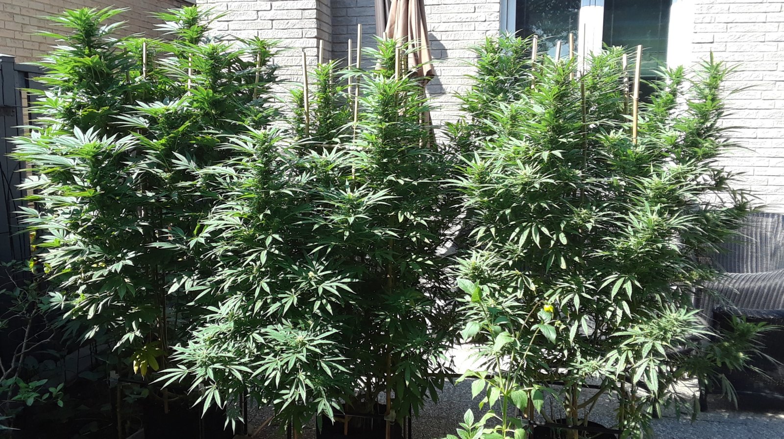 Space Grow 09 September 2022.jpg