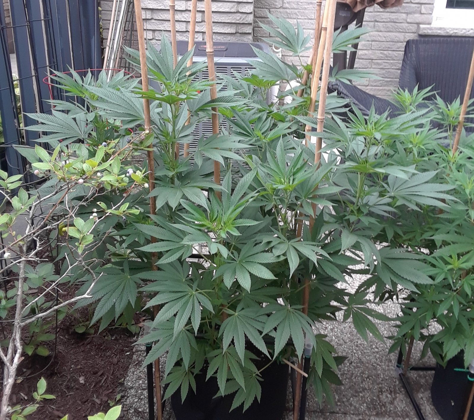 Space Grow 11 July 2022 Donatra.jpg