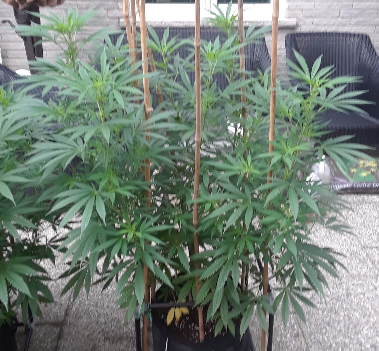 Space Grow 11 July 2022 Ebony.jpg