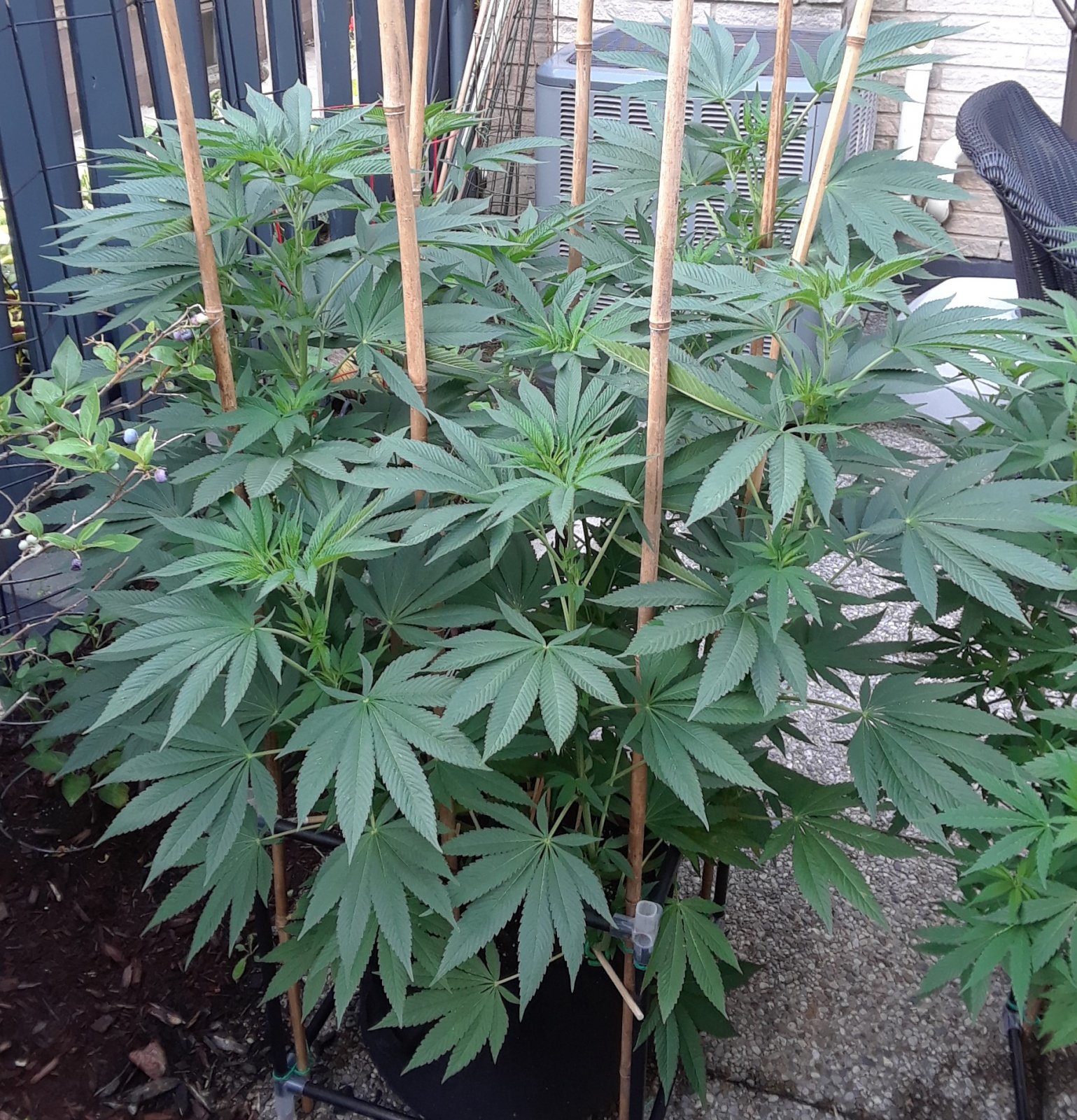 Space Grow 12 July 2022 Donatra.jpg