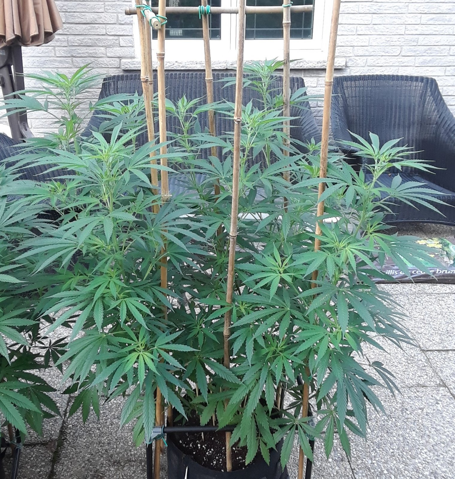 Space Grow 12 July 2022 Ebony.jpg