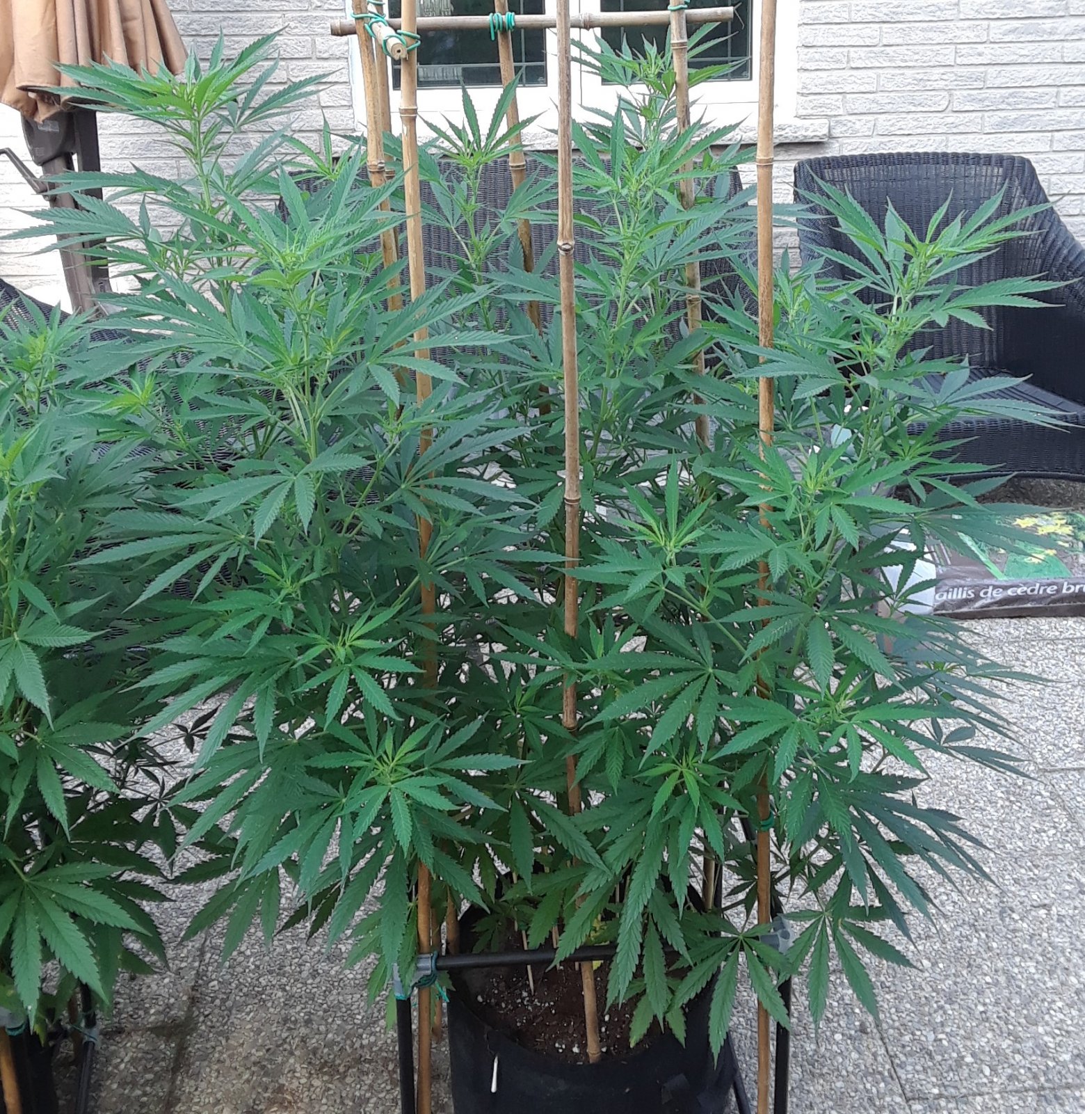 Space Grow 17 July 2022 Ebony.jpg