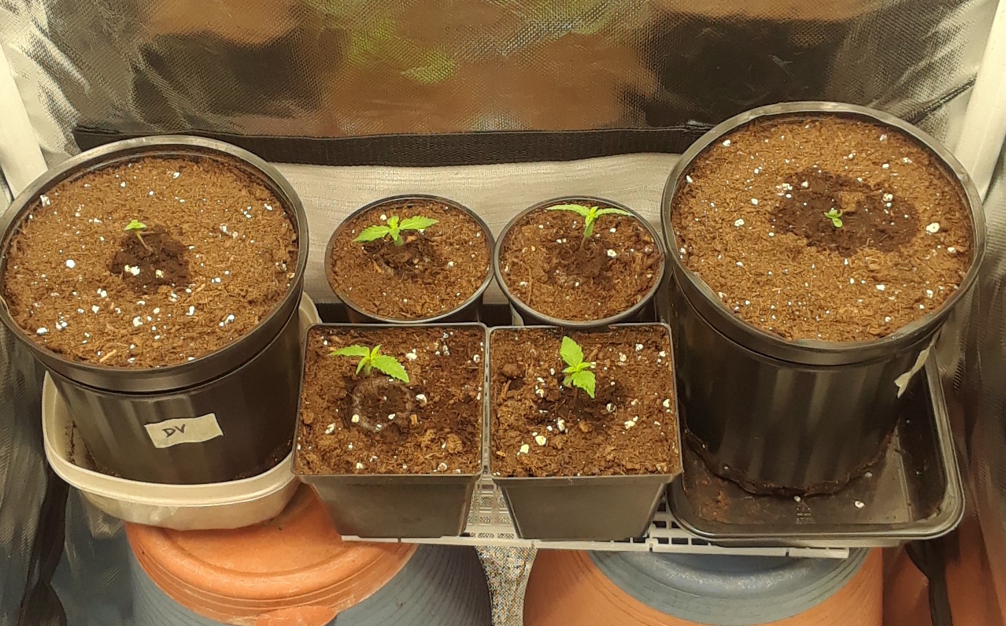 Space Grow 19 April 2022.jpg