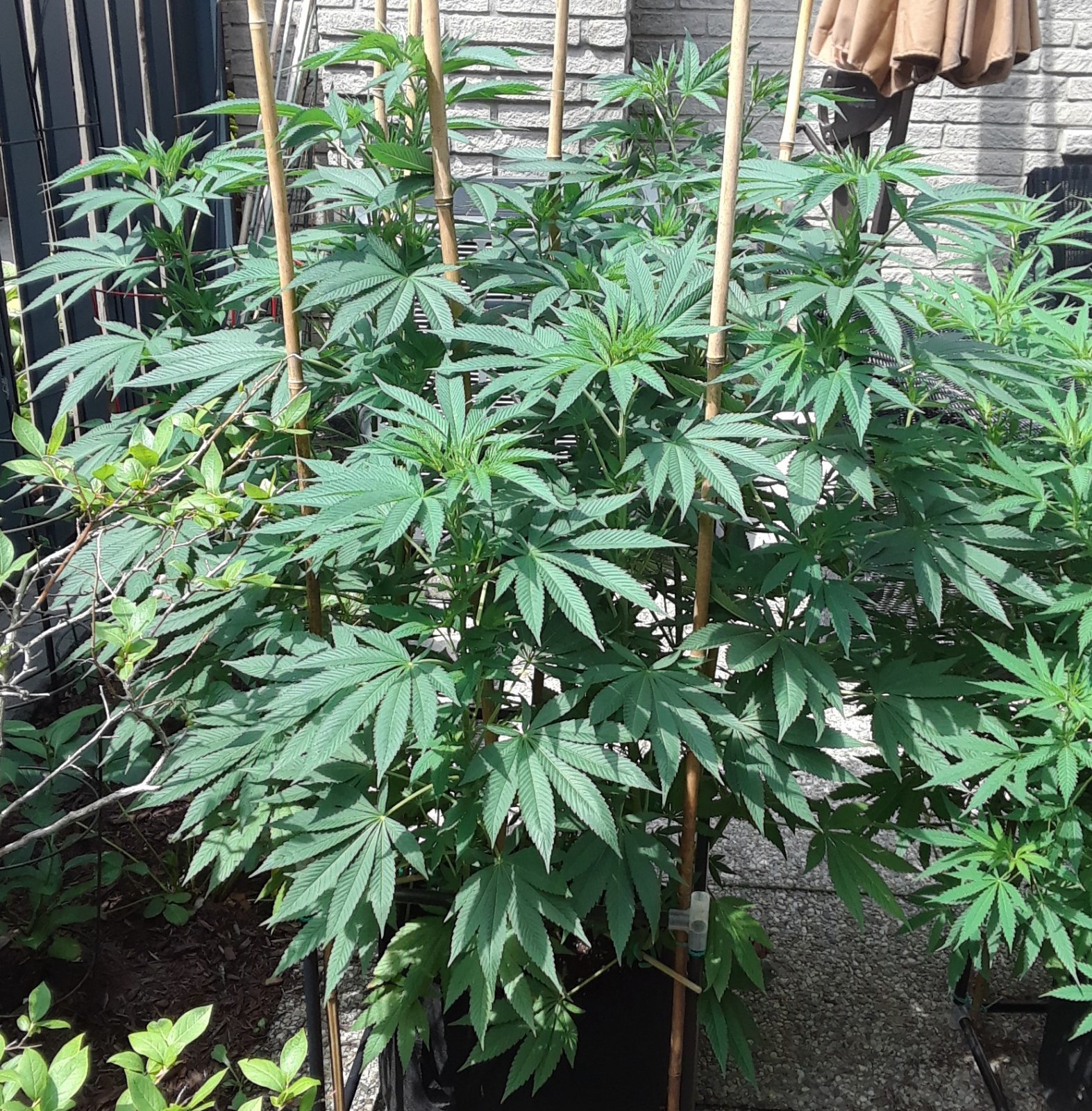 Space Grow 20 July 2022 Donatra.jpg