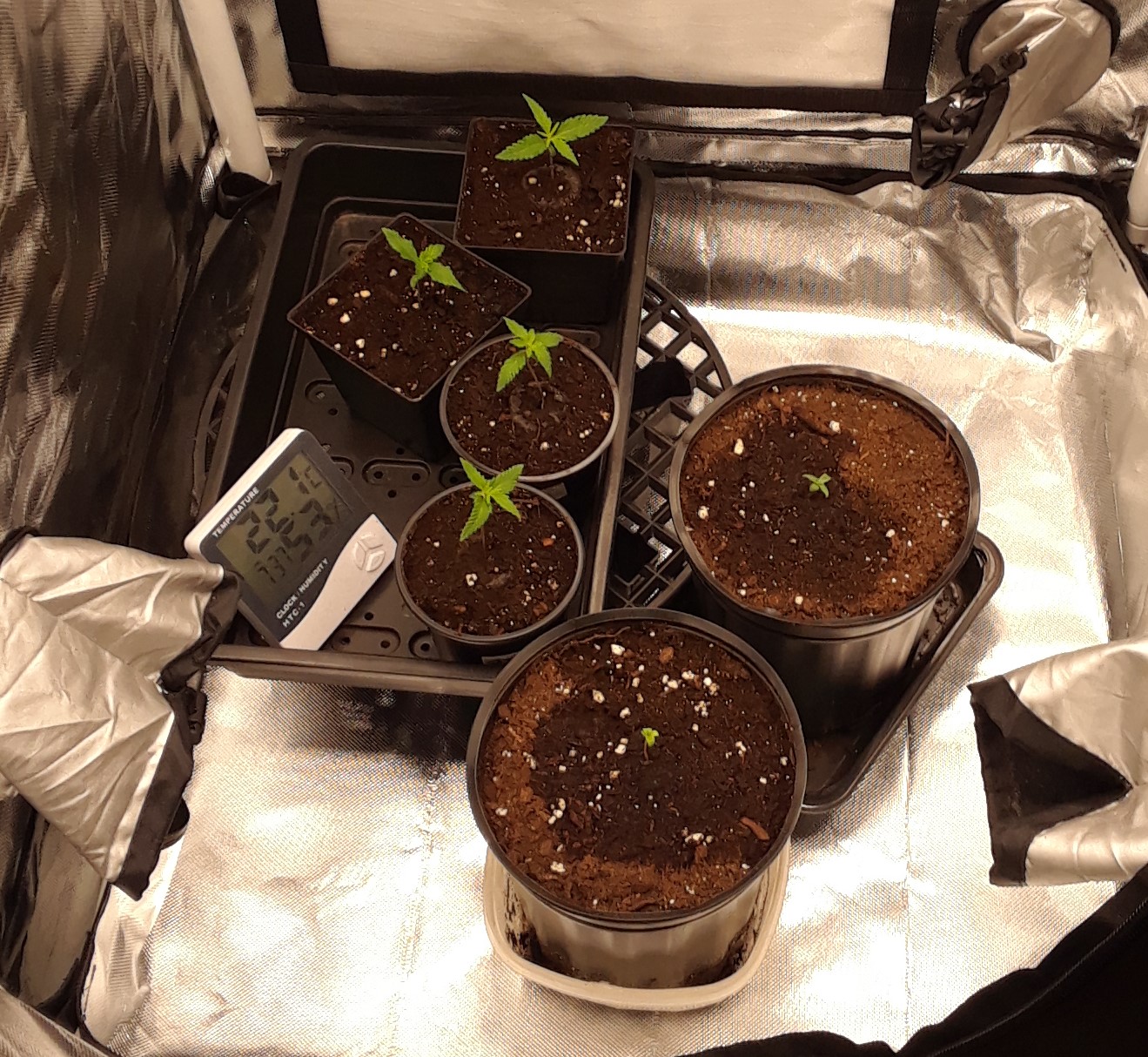 Space Grow 21 April 2022.jpg