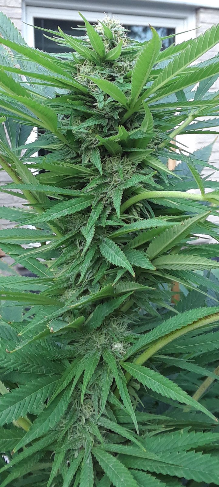 Space Grow 21 September 2022 Donatra bud.jpg