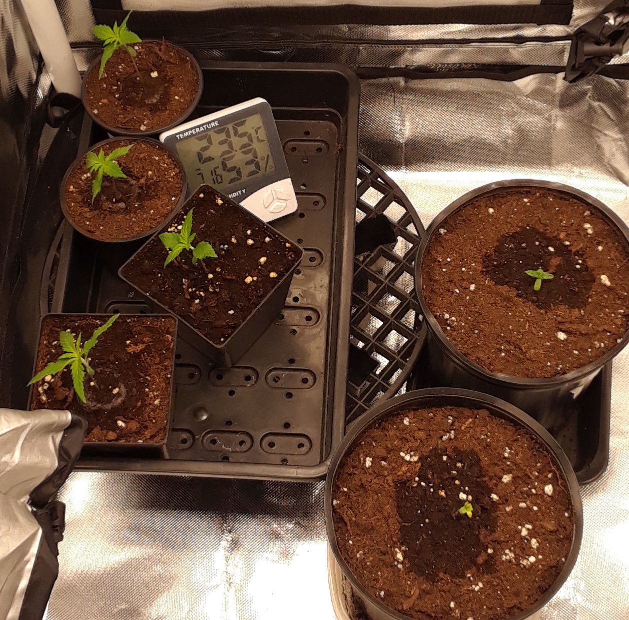 Space Grow 22 April 2022 .jpg