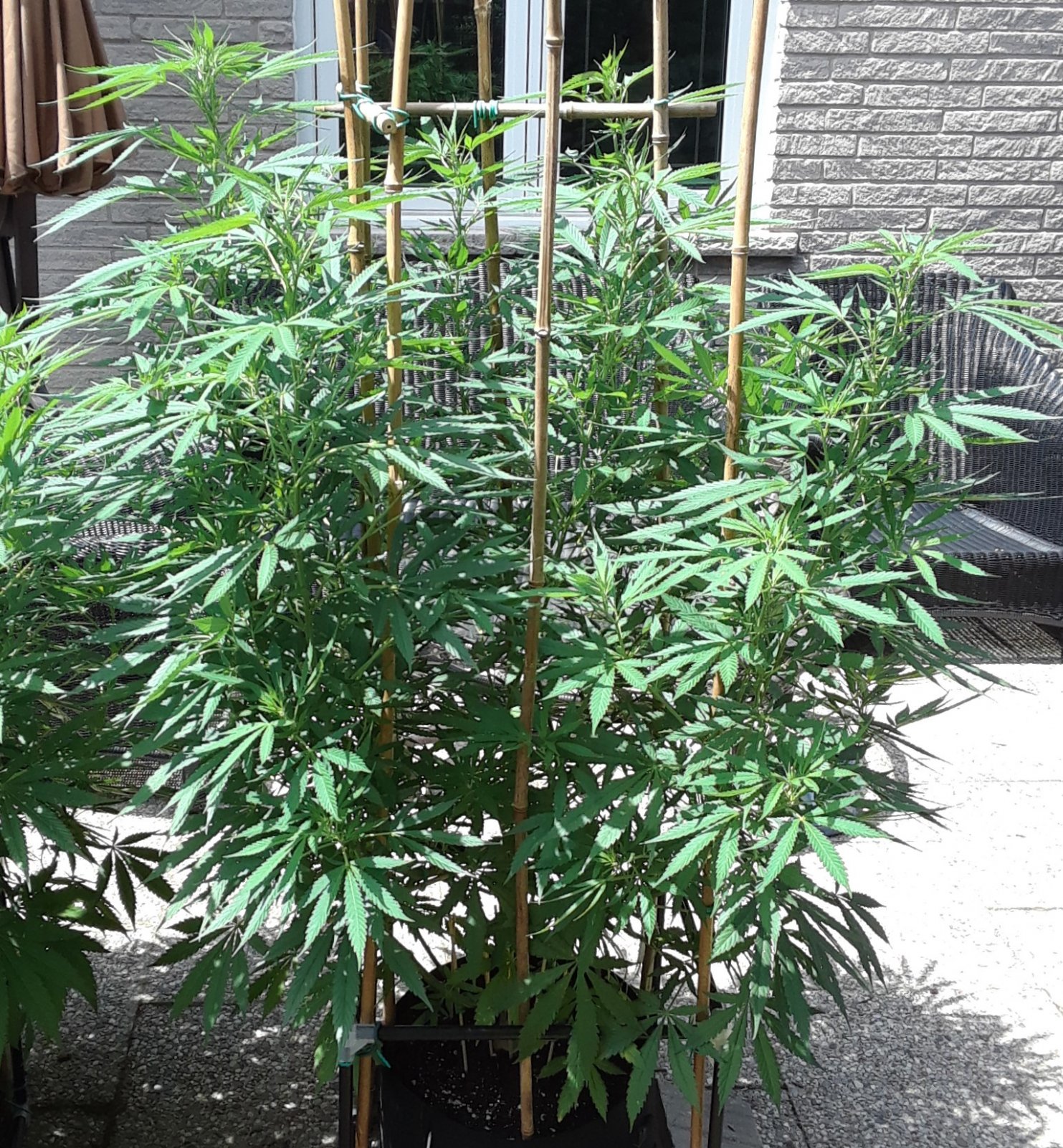 Space Grow 23 July 2022 Ebony.jpg