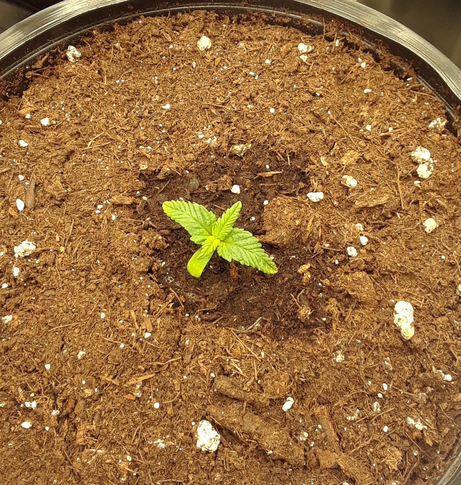 Space Grow 24 April 2022 Donatra.jpg