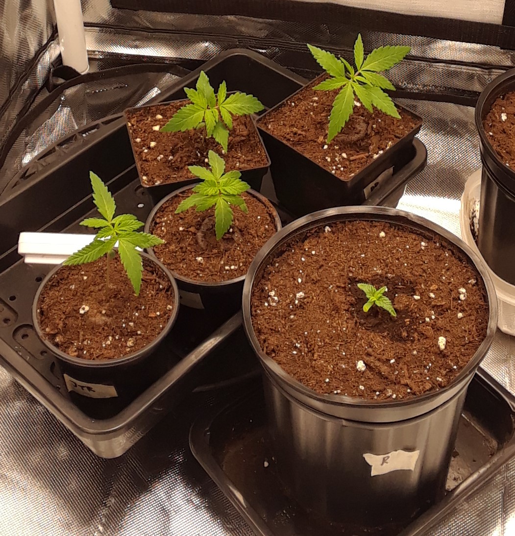 Space Grow 24 April 2022.jpg