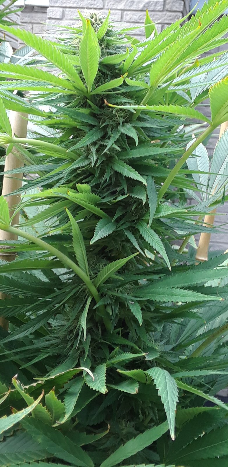 Space Grow 24 September 2022 Donatra bud.jpg