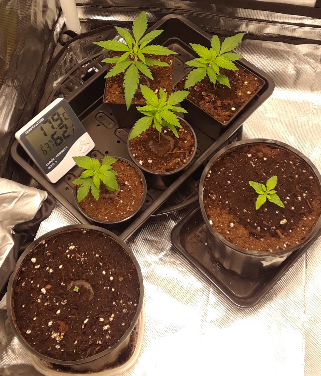 Space Grow 27 April 2022.jpg