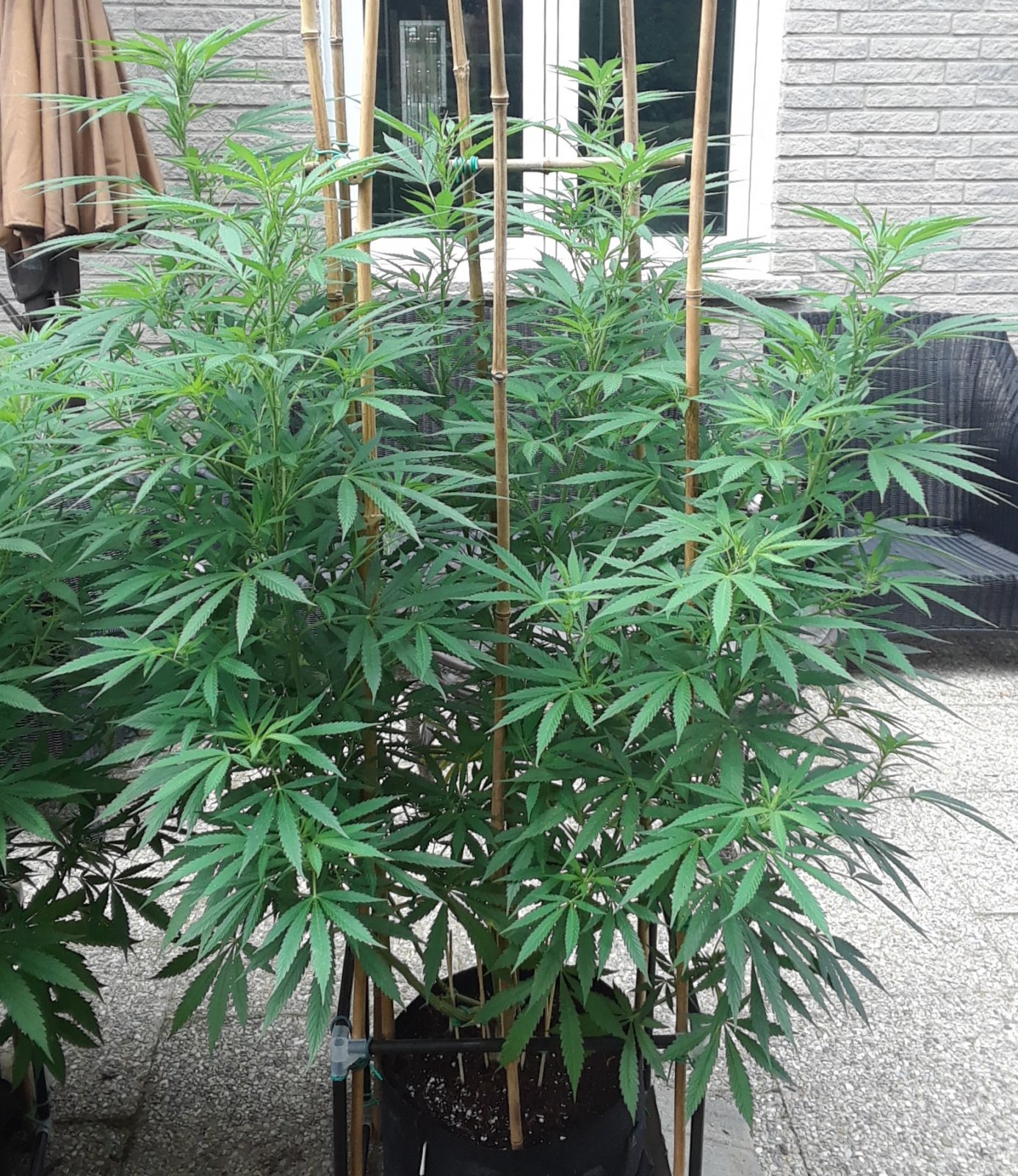 Space Grow 27 July 2022 Ebony.jpg