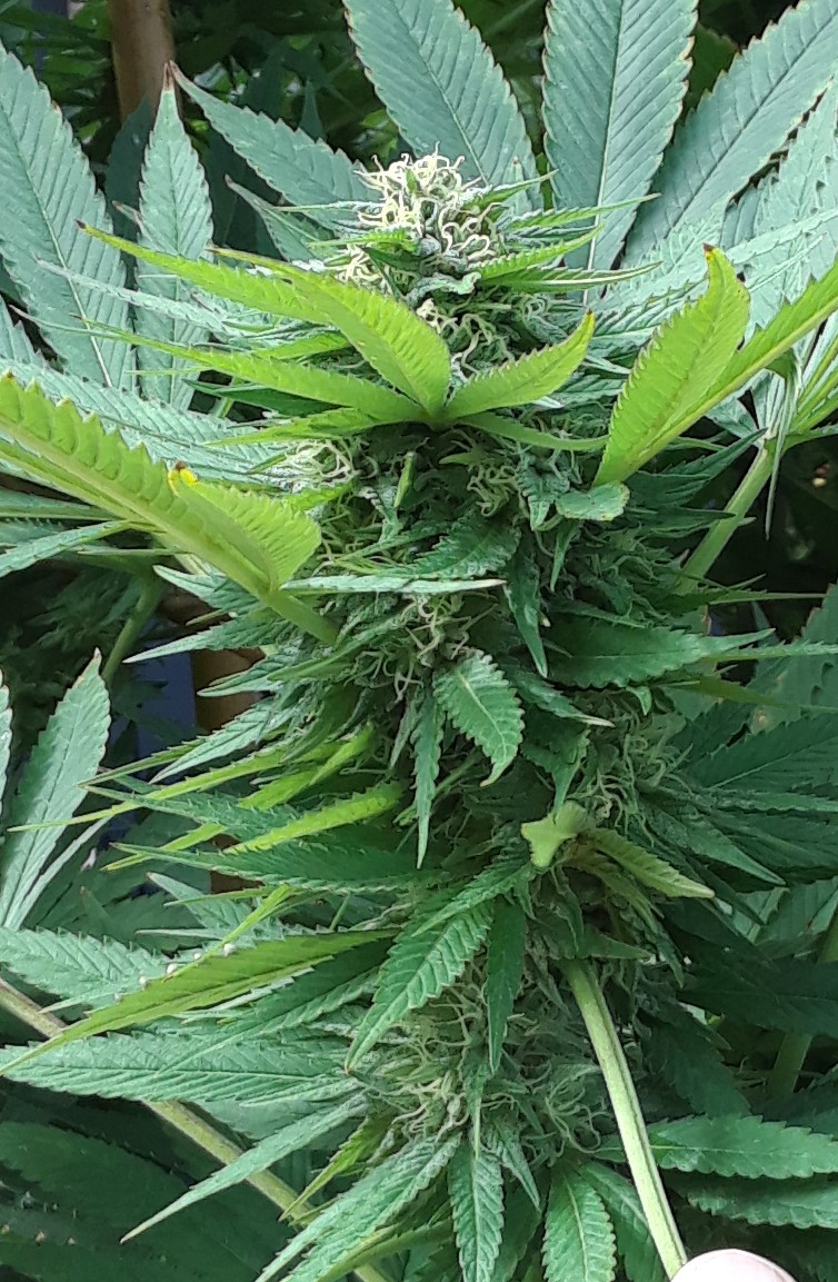 Space Grow 27 September 2022 Donatra bud.jpg