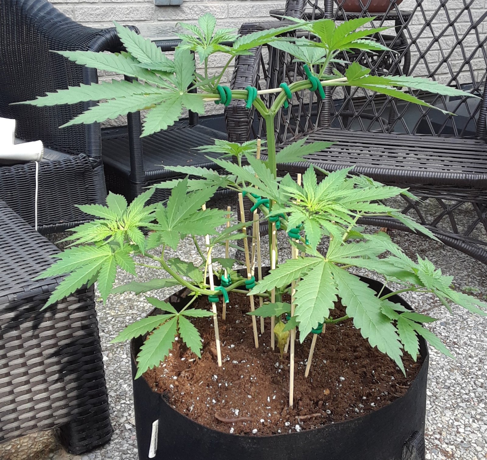 Space Grow 29 May 2022 Ebony.jpg