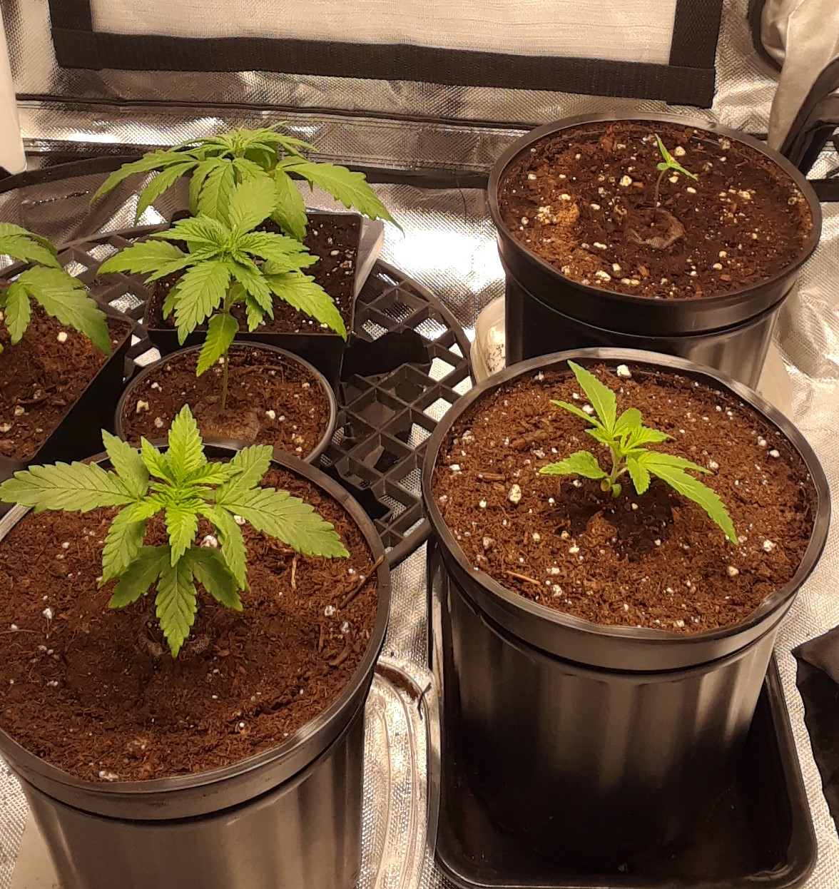 Space Grow 30 April 2022.jpg