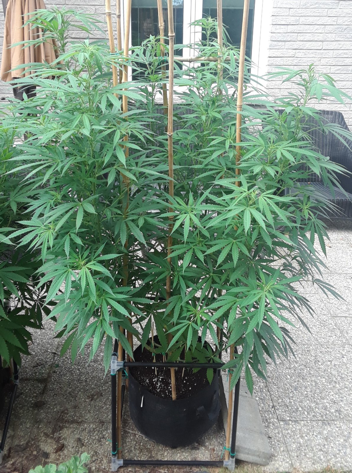 Space Grow 30 July 2022 Ebony.jpg