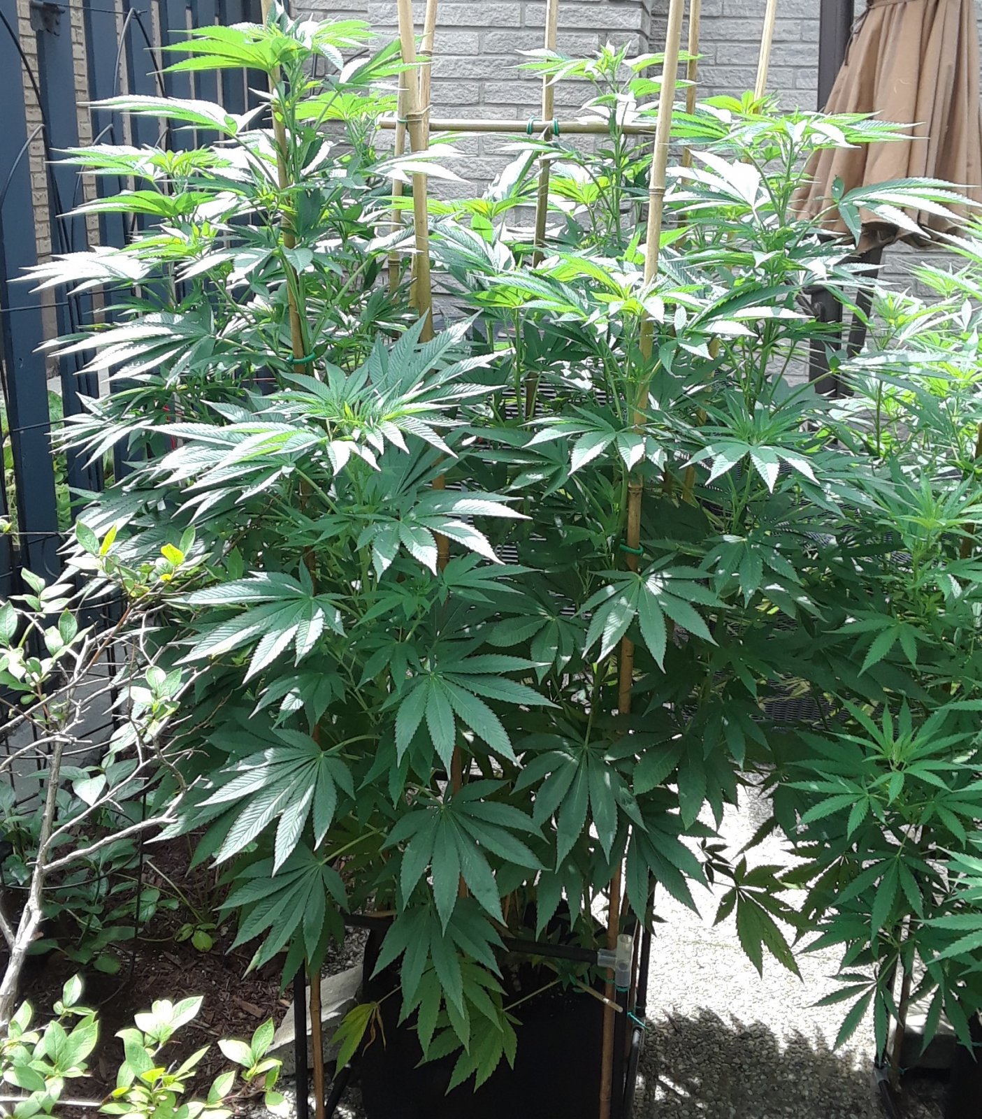 Space Grow 31 July 2022 Donatra.jpg