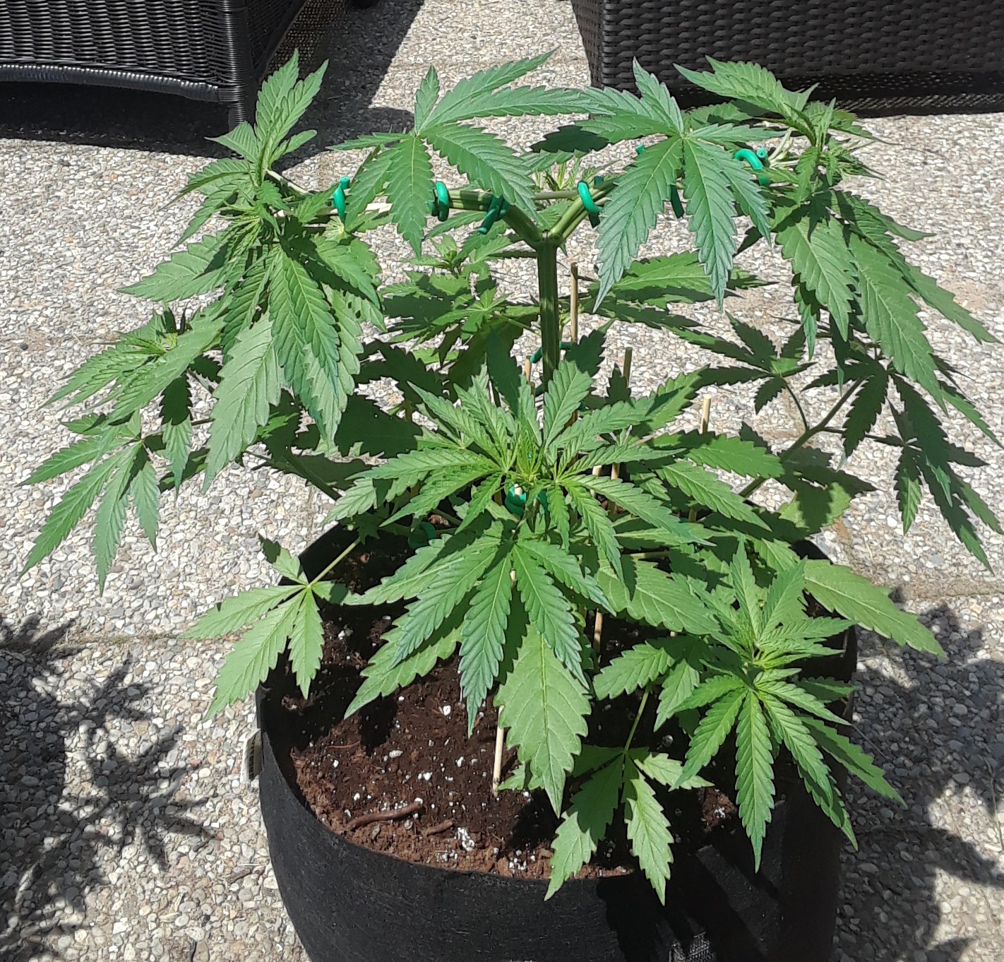 Space Grow 31 May 2022 Ebony.jpg