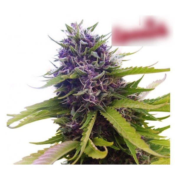 spanish-seeds-auto-blueberry-autoflowering.jpg