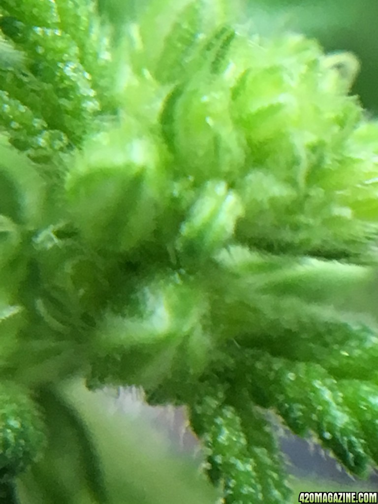 Special Kush #1 Clones Male Parts