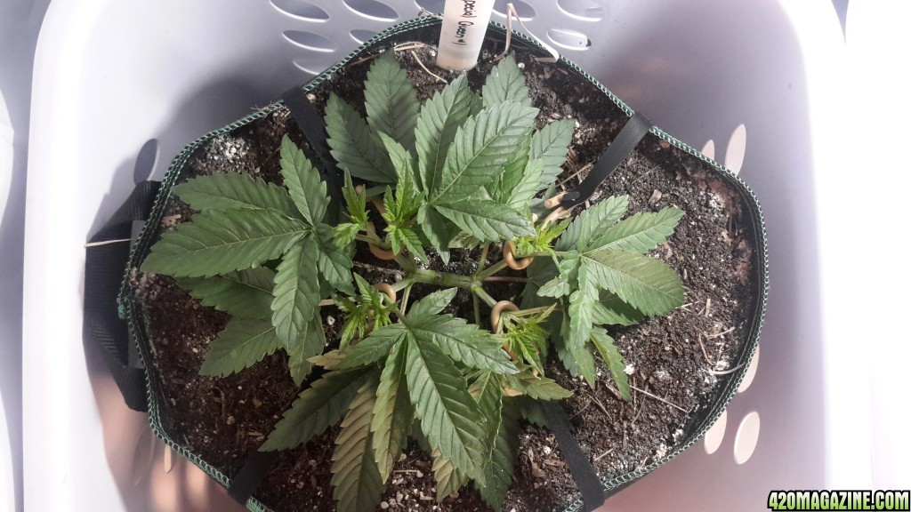 Special Queen - Day 40