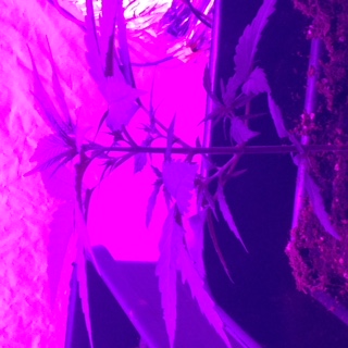 Spider 9 COB LED Grow Light