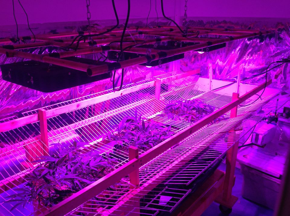 Spider COB LED Grow Light