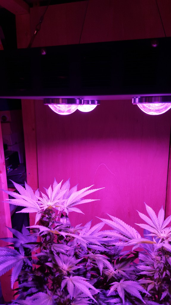 Spider COB LED Grow Light