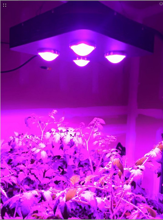 Spider COB LED Grow Light