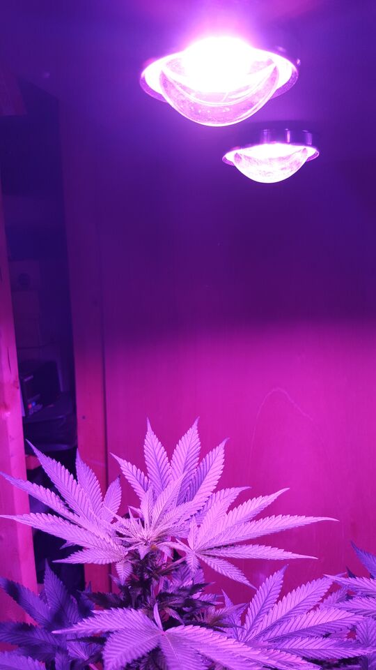 Spider COB LED Grow Light