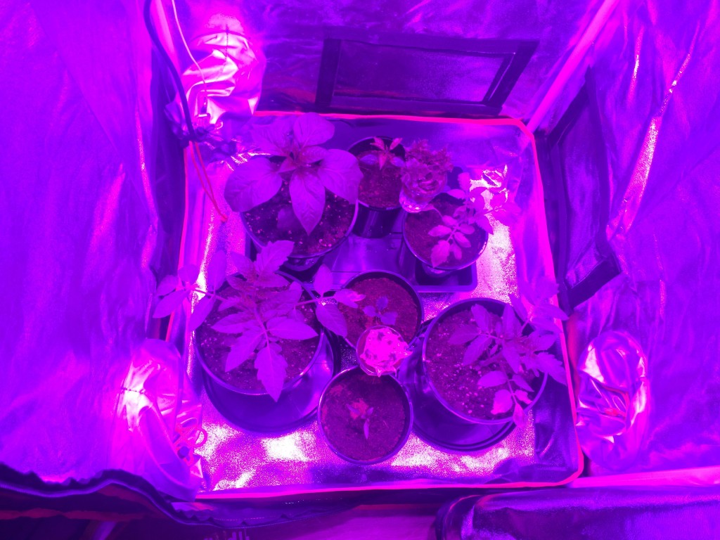 Spider COB LED Grow Light