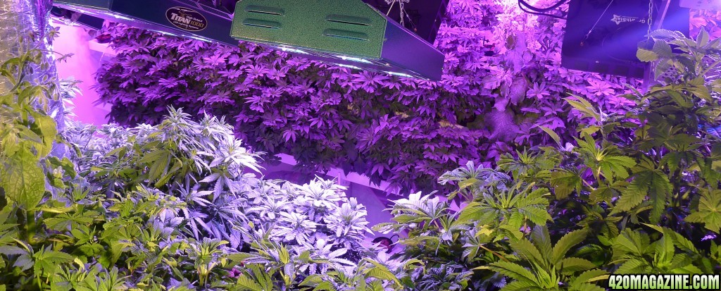 spider cob led grow lights