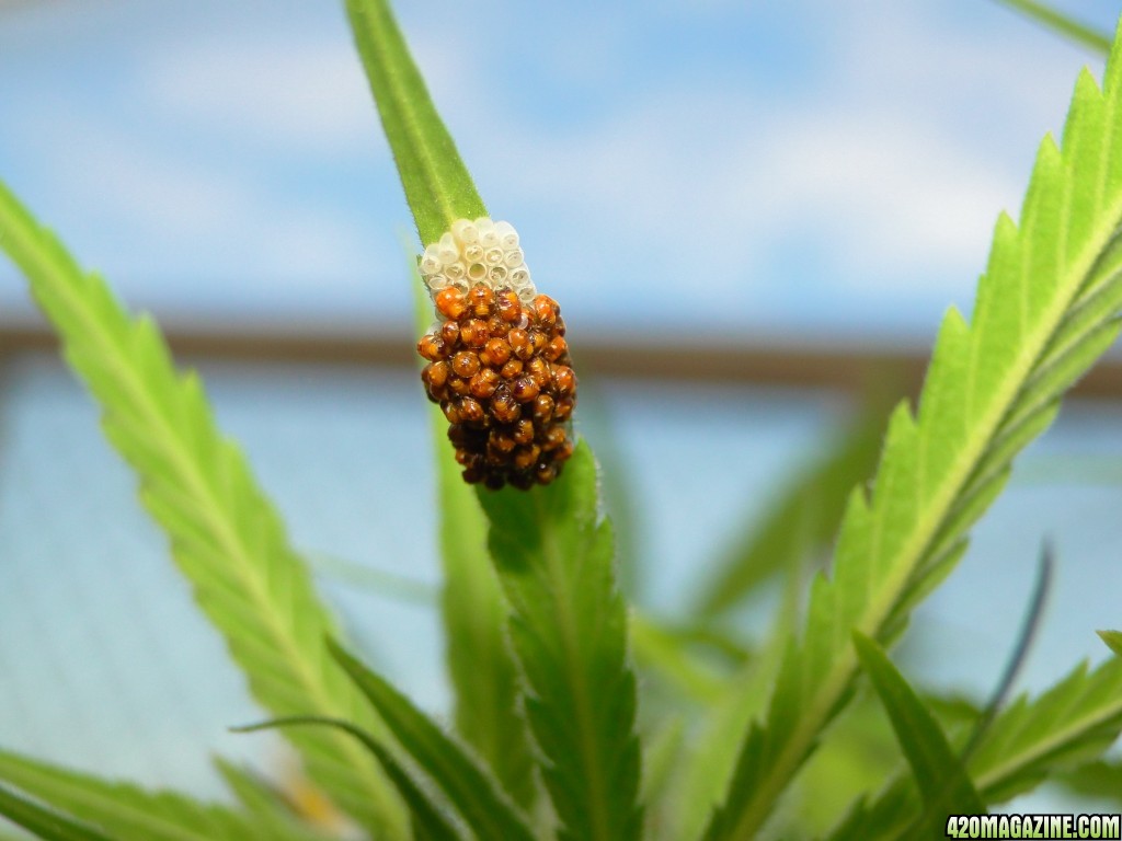 Spider Eggs/Hatchlings