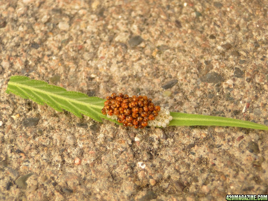 Spider Eggs/Hatchlings