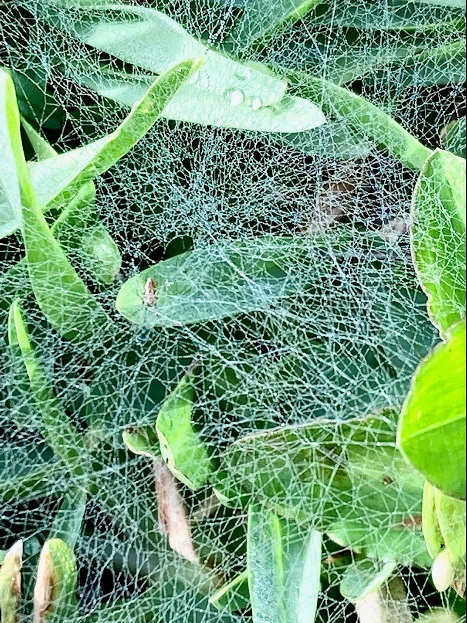 Spider in the grass web with dew.jpg