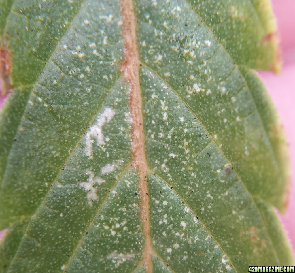 Spider mite damage