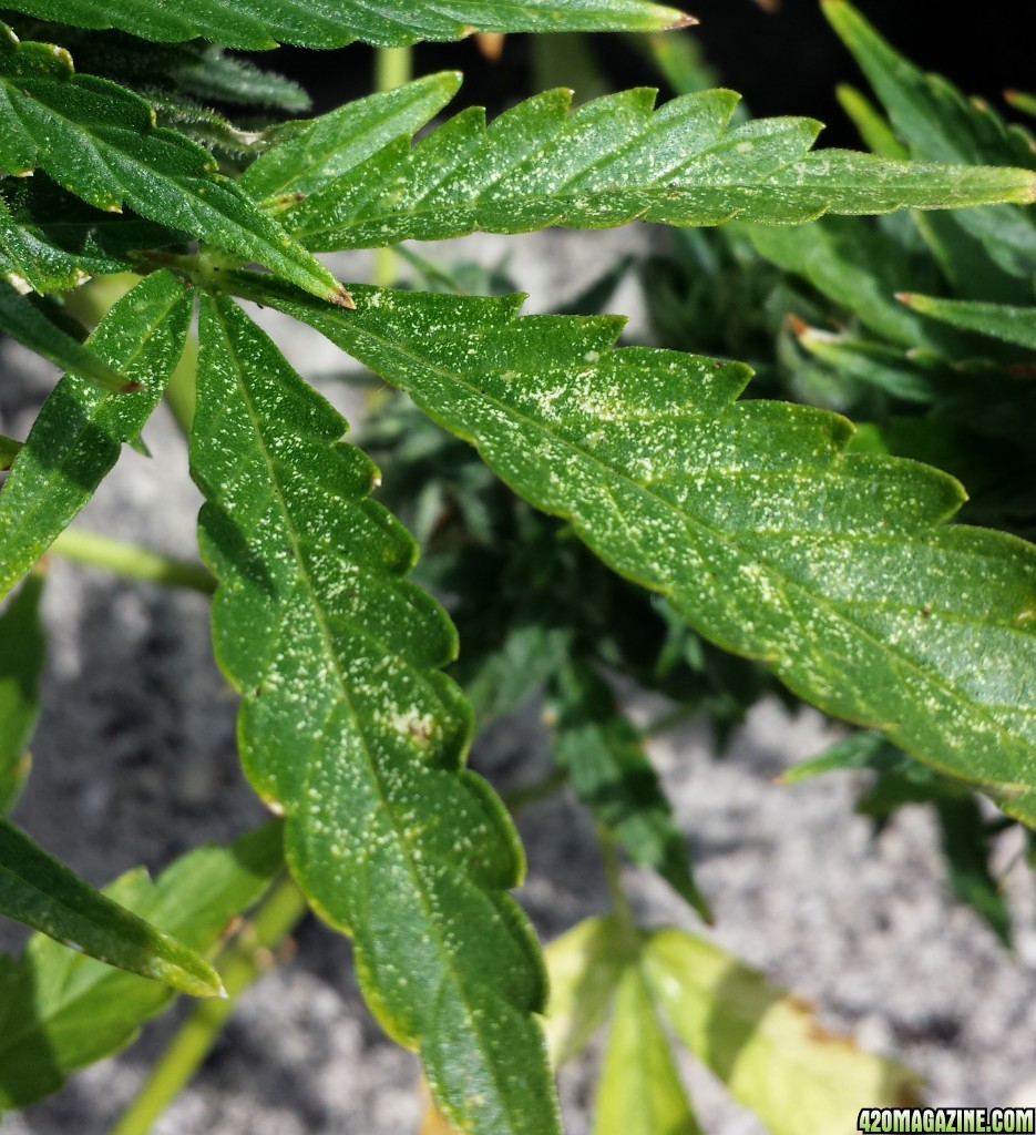 Spider mites BB1 day 75