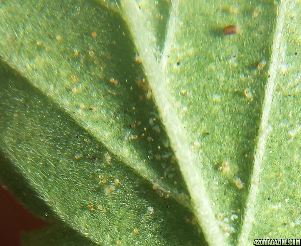 Spider mites Blueberry 1