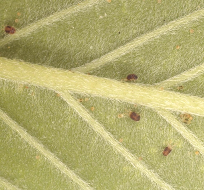 spider mites.jpg