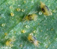 spider mites with eggs