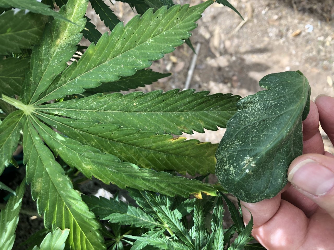 Spider mites?