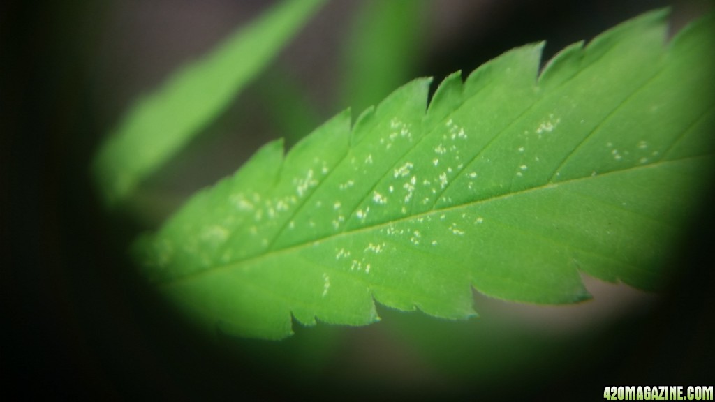 Spider Mites