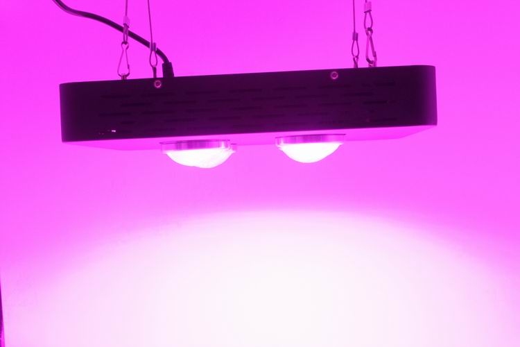 Spider Plus COB LED Grow Light