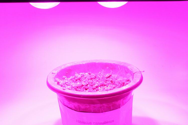 Spider Plus COB LED Grow Light