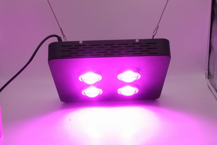 Spider Plus COB LED Grow Light