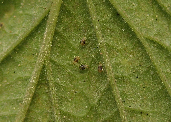 spider_mites1.jpg