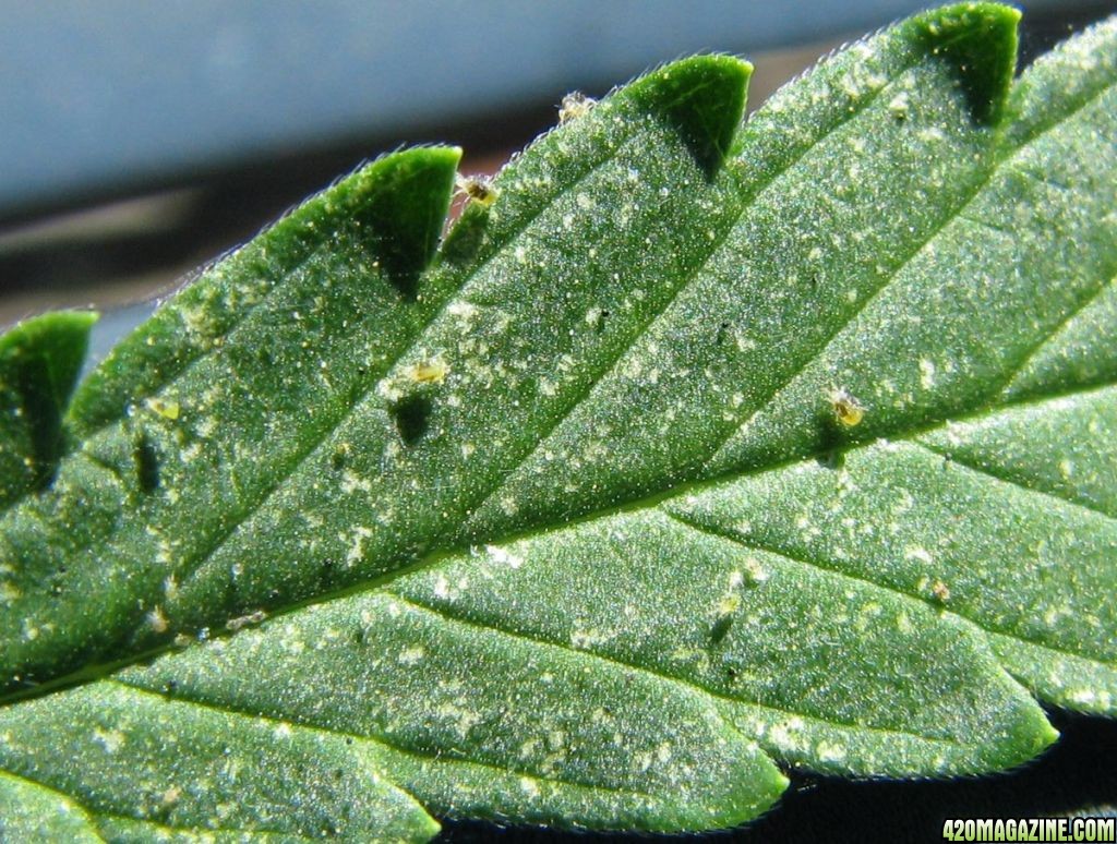 Spider_Mites_on_leaf1.jpg