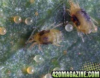 spidermites